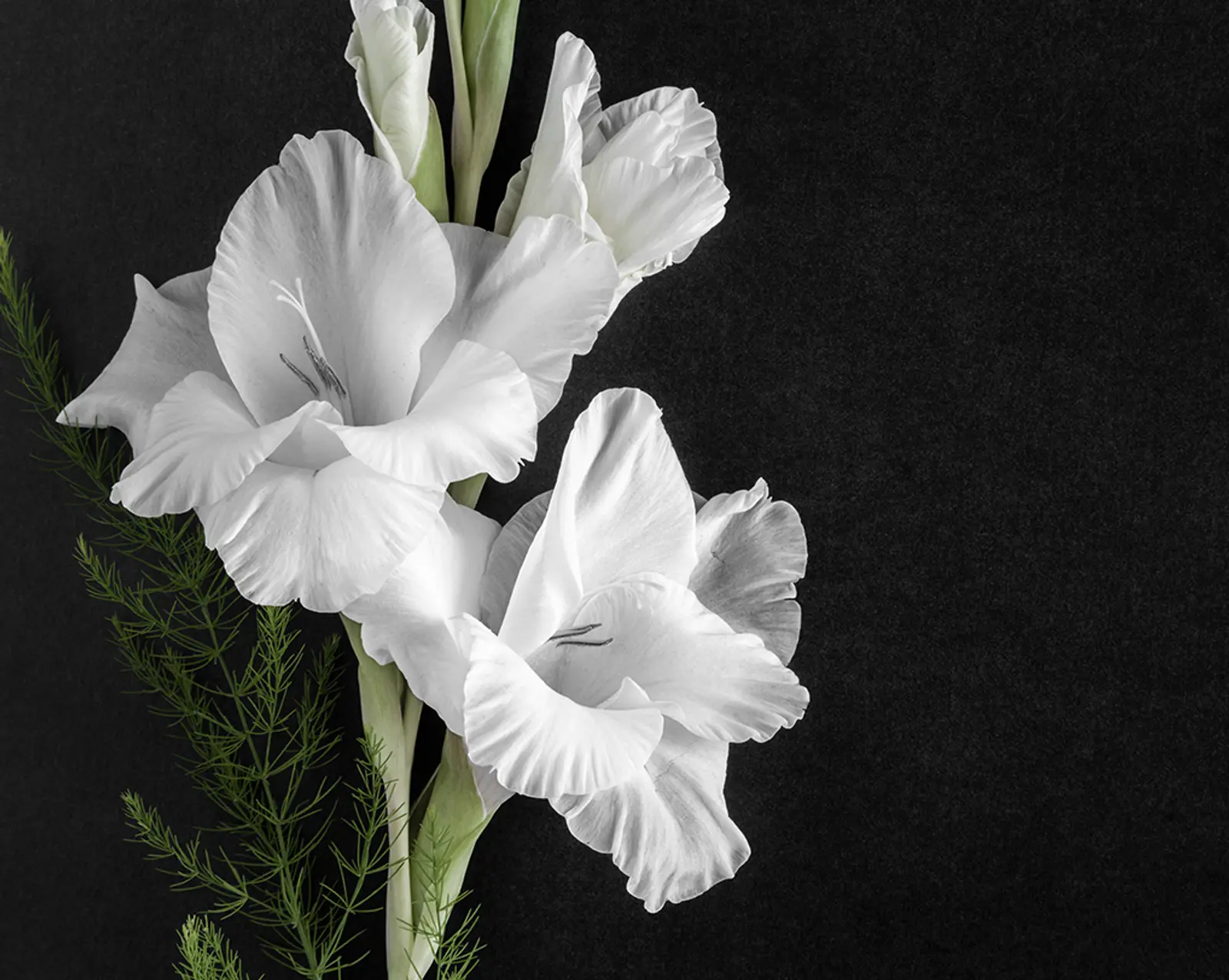 Funeralflower 704563618